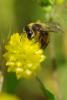 234647 – Photo : Olivier Pouvreau – France (86)